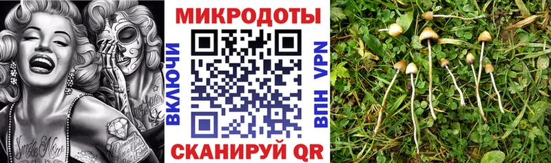 Псилоцибиновые грибы Psilocybe  Нижний Новгород 